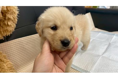 販売中の兵庫県のゴールデンレトリーバー-387740の6枚目